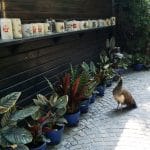 Vietatile de la Piranha, restaurant club in Regie