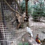 Vietatile de la Piranha, restaurant club in Regie