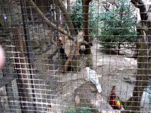 Vietatile de la Piranha, restaurant club in Regie