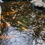 Vietatile de la Piranha, restaurant club in Regie