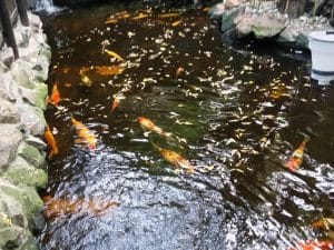 Vietatile de la Piranha, restaurant club in Regie