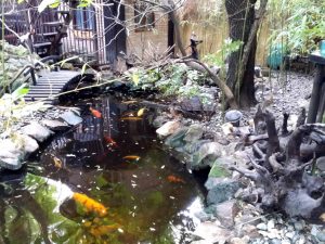 Vietatile de la Piranha, restaurant club in Regie