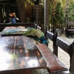 Vietatile de la Piranha, restaurant club in Regie