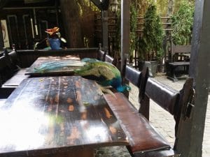 Vietatile de la Piranha, restaurant club in Regie