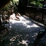 Vietatile de la Piranha, restaurant club in Regie