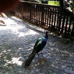 Vietatile de la Piranha, restaurant club in Regie