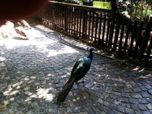 Vietatile de la Piranha, restaurant club in Regie