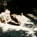 Vietatile de la Piranha, restaurant club in Regie