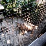 Vietatile de la Piranha, restaurant club in Regie