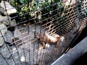 Vietatile de la Piranha, restaurant club in Regie