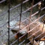 Vietatile de la Piranha, restaurant club in Regie