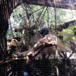 Vietatile de la Piranha, restaurant club in Regie