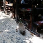 Vietatile de la Piranha, restaurant club in Regie