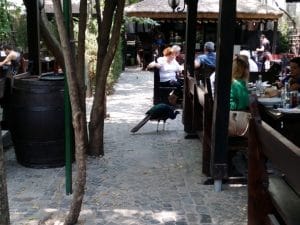 Vietatile de la Piranha, restaurant club in Regie