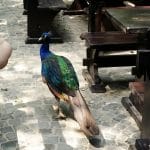 Vietatile de la Piranha, restaurant club in Regie