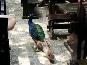 Vietatile de la Piranha, restaurant club in Regie