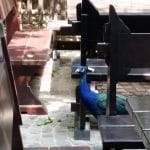 Vietatile de la Piranha, restaurant club in Regie