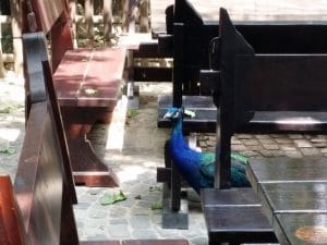 Vietatile de la Piranha, restaurant club in Regie