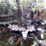 Vietatile de la Piranha, restaurant club in Regie