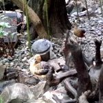 Vietatile de la Piranha, restaurant club in Regie