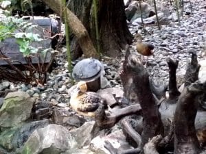 Vietatile de la Piranha, restaurant club in Regie