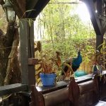 Vietatile de la Piranha, restaurant club in Regie