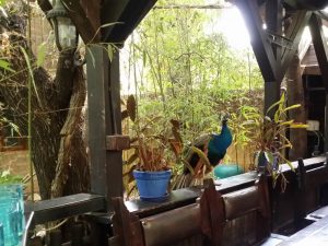 Vietatile de la Piranha, restaurant club in Regie