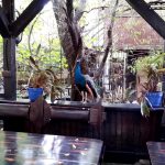 Vietatile de la Piranha, restaurant club in Regie