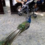 Vietatile de la Piranha, restaurant club in Regie