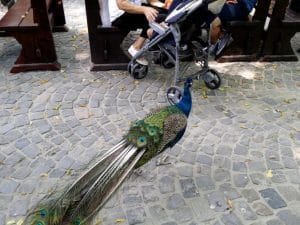 Vietatile de la Piranha, restaurant club in Regie