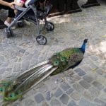 Vietatile de la Piranha, restaurant club in Regie