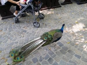 Vietatile de la Piranha, restaurant club in Regie