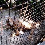 Vietatile de la Piranha, restaurant club in Regie