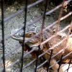 Vietatile de la Piranha, restaurant club in Regie