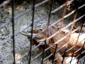 Vietatile de la Piranha, restaurant club in Regie