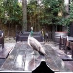 Vietatile de la Piranha, restaurant club in Regie