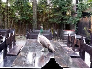 Vietatile de la Piranha, restaurant club in Regie