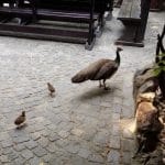 Vietatile de la Piranha, restaurant club in Regie