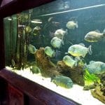 Vietatile de la Piranha, restaurant club in Regie