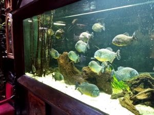 Vietatile de la Piranha, restaurant club in Regie