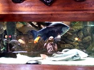 Vietatile de la Piranha, restaurant club in Regie