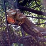 Vietatile de la Piranha, restaurant club in Regie