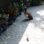 Vietatile de la Piranha, restaurant club in Regie