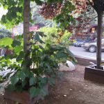 Burebista, terasa si restaurant romanesc si vanatoresc in Bucuresti