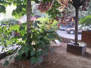 Burebista, terasa si restaurant romanesc si vanatoresc in Bucuresti