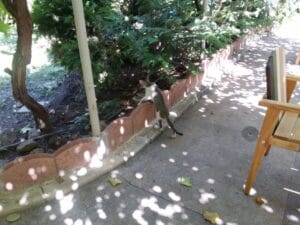 Gastronomika, restaurant cu bucatarie adriatica (italiana si balcanica) pe strada Viitorului 17