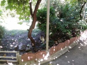 Gastronomika, restaurant cu bucatarie adriatica (italiana si balcanica) pe strada Viitorului 19