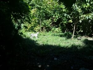 Gastronomika, restaurant cu bucatarie adriatica (italiana si balcanica) pe strada Viitorului 26