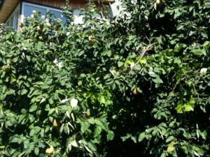 Gastronomika, restaurant cu bucatarie adriatica (italiana si balcanica) pe strada Viitorului 43