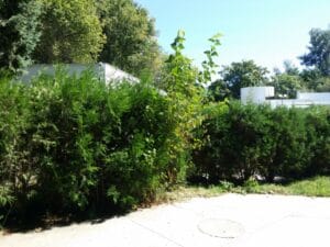 Gradina Floreasca, terasa cu piscina in Parcul Floreasca din Bucuresti